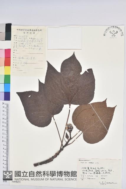 千年桐藏品圖，第1張