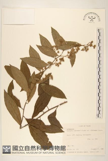 過山龍藏品圖，第1張