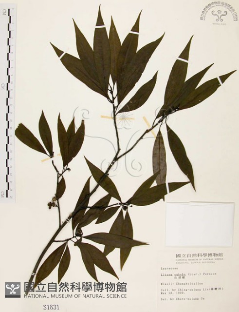 山胡椒藏品圖，第1張