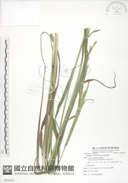 吳氏雀稗藏品圖，第1張