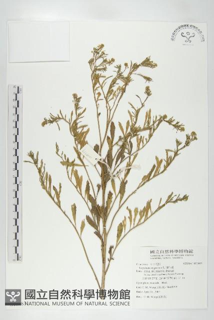 獨行菜藏品圖，第1張