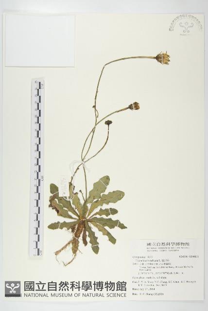 貓兒菊藏品圖，第1張