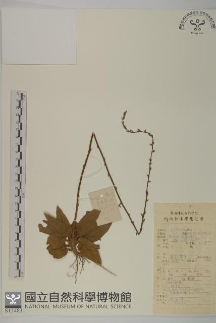 香鬼督郵藏品圖，第1張