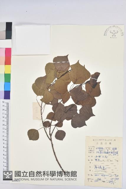 烏臼藏品圖，第1張