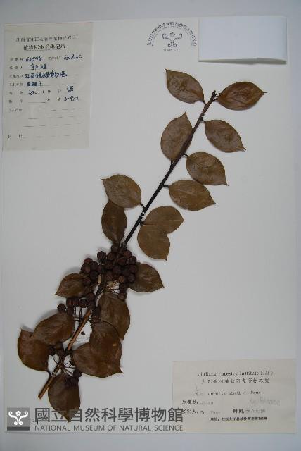 枸骨藏品圖，第1張