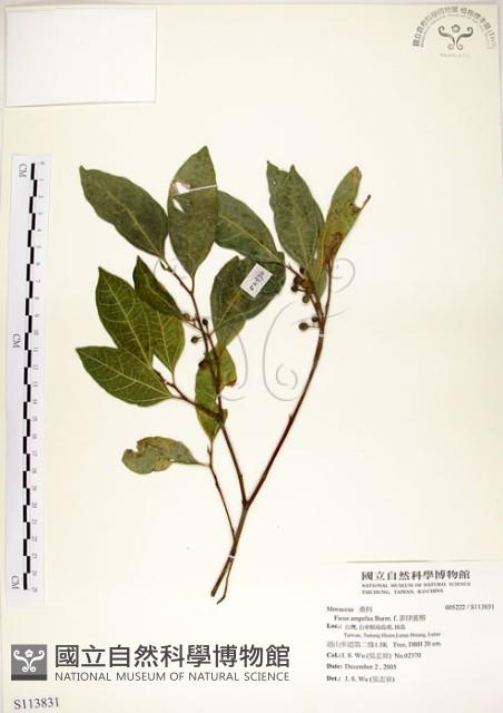 菲律賓榕藏品圖，第1張