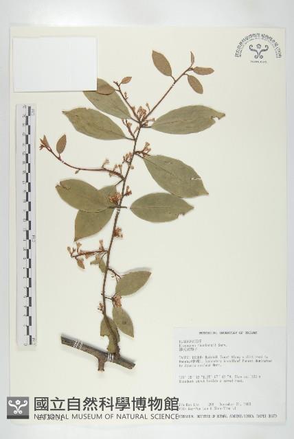 鄧氏胡頹子藏品圖，第1張