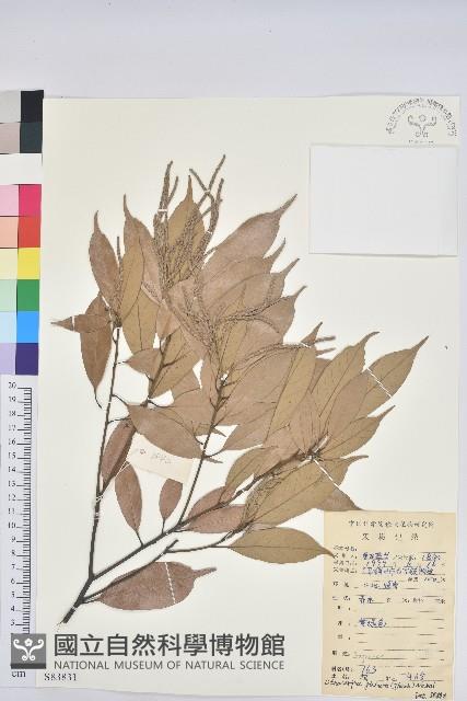 子彈石櫟藏品圖，第1張