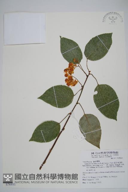 闊葉獼猴桃藏品圖，第1張