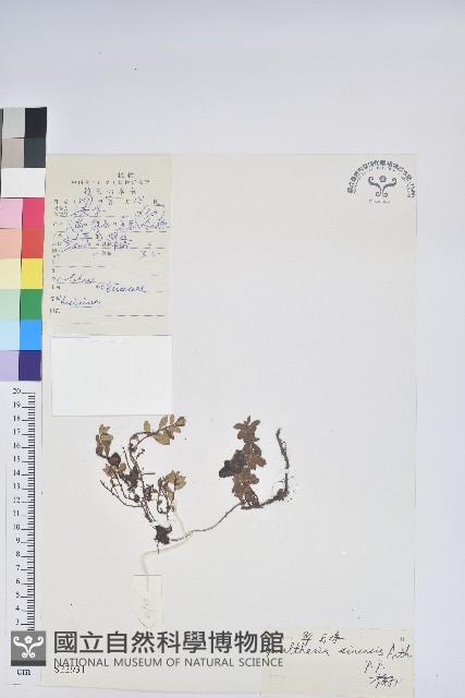 華白珠藏品圖，第1張