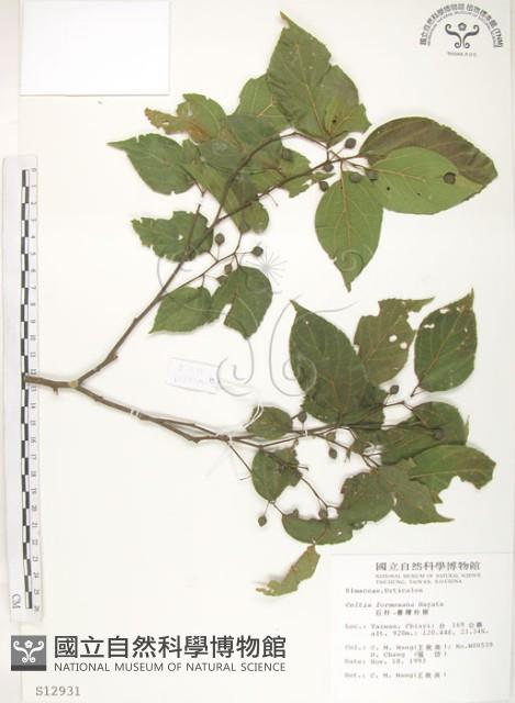 石朴藏品圖，第1張