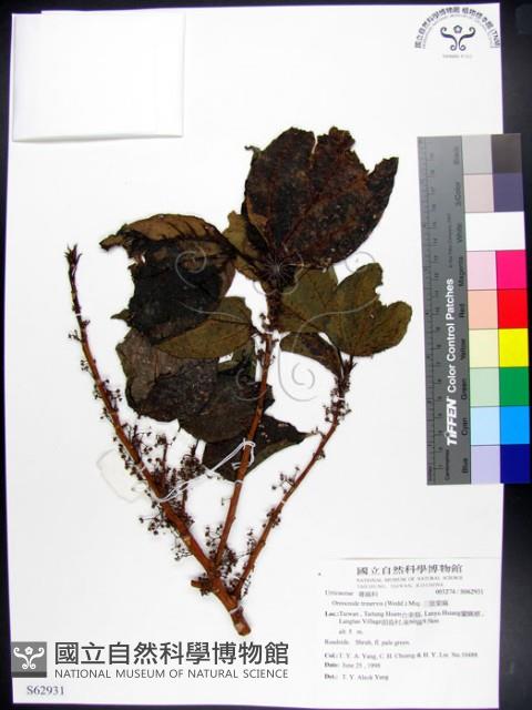 三脈紫麻藏品圖，第1張