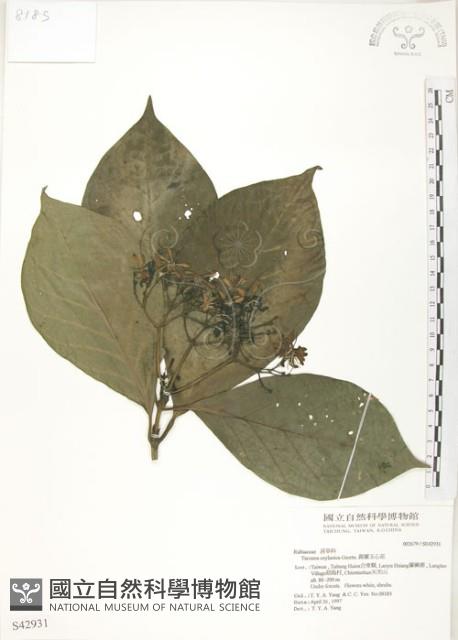 錫蘭玉心花藏品圖，第1張