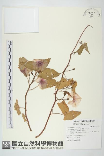 甕菜、空心菜藏品圖，第1張