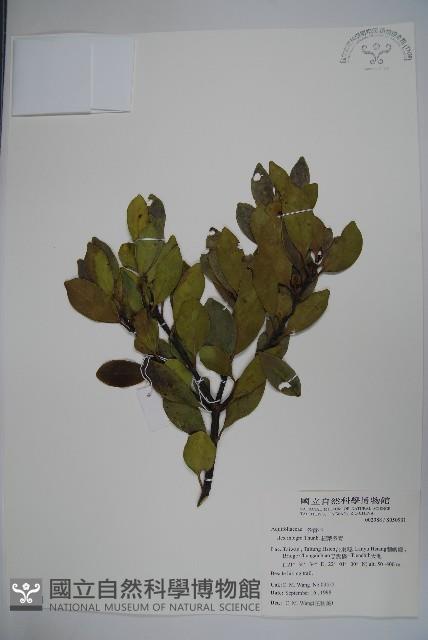 全緣葉冬青藏品圖，第1張