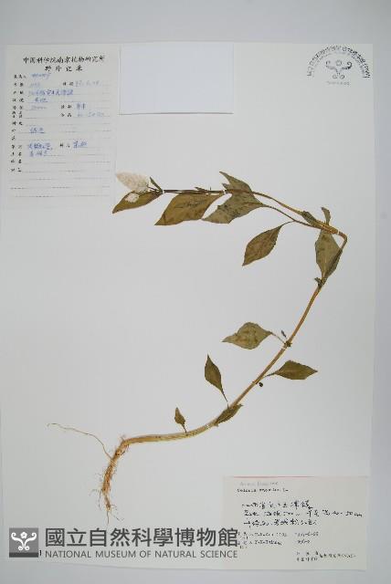 青葙藏品圖，第1張