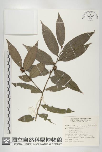 軟毛柿藏品圖，第1張