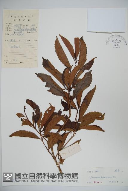 淡黃莢迷藏品圖，第1張