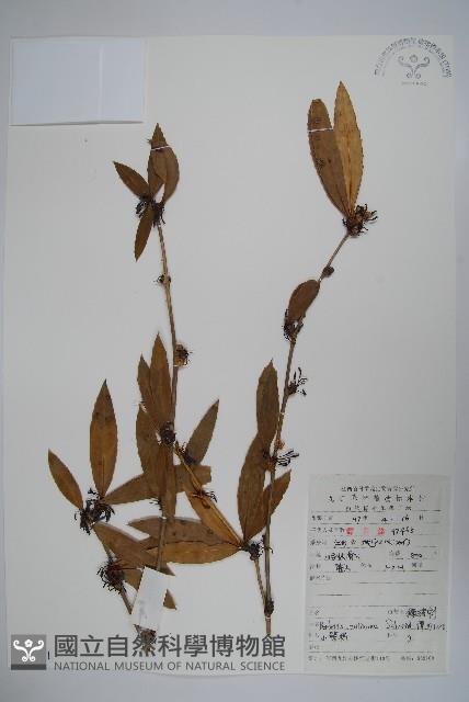 安徽小蘗藏品圖，第1張