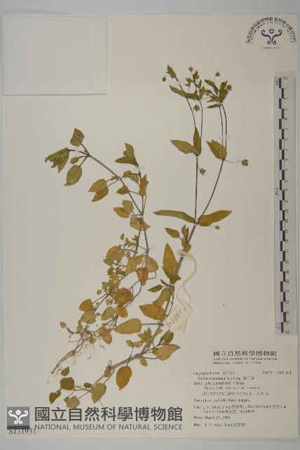 鵝兒腸藏品圖，第1張