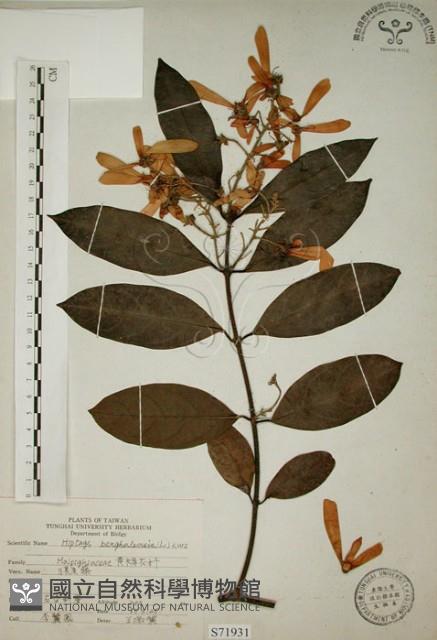 猿尾藤藏品圖，第1張