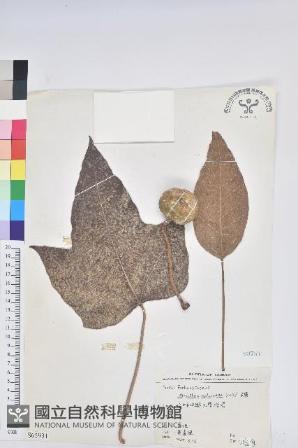 石栗藏品圖，第1張