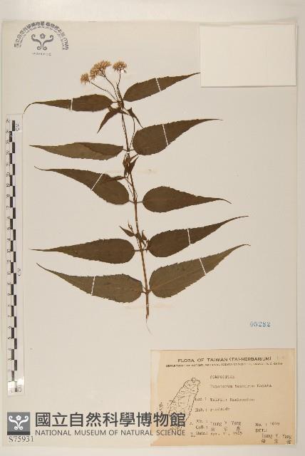 田代氏澤蘭藏品圖，第1張