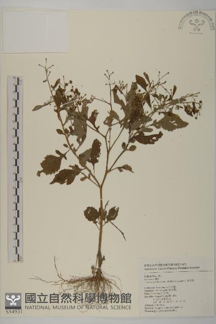 茯苓菜藏品圖，第1張