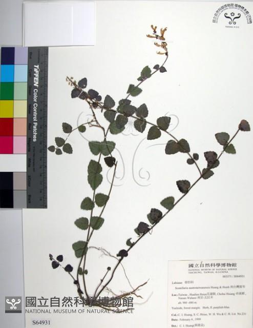 南台灣黃芩藏品圖，第1張