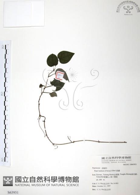 風藤藏品圖，第1張