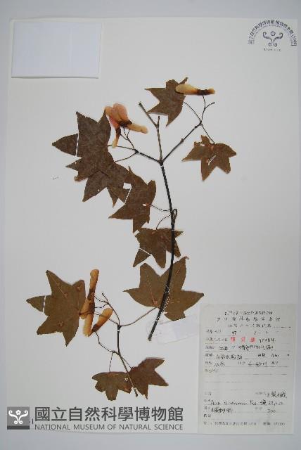 五裂槭藏品圖，第1張