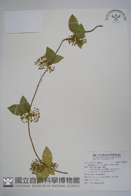 鷗蔓藏品圖，第1張