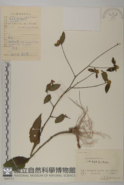 杓兒菜藏品圖，第1張