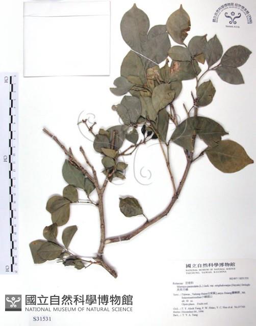 長果月橘藏品圖，第1張