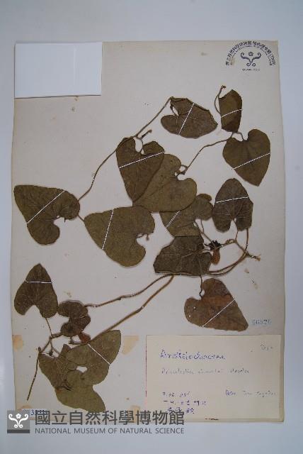 臺灣馬兜鈴、痢藥草藏品圖，第1張