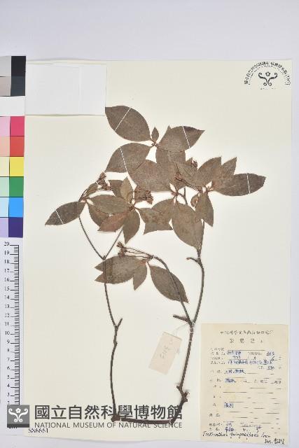 吊鐘花藏品圖，第1張
