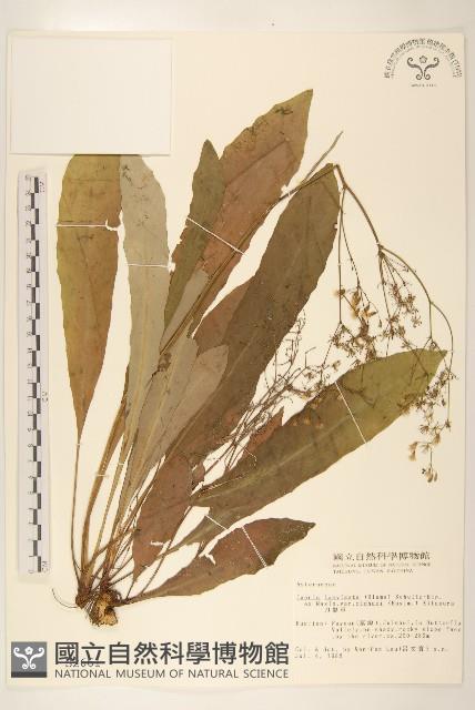 刀傷草藏品圖，第1張