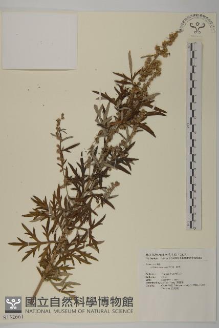 魁蒿藏品圖，第1張