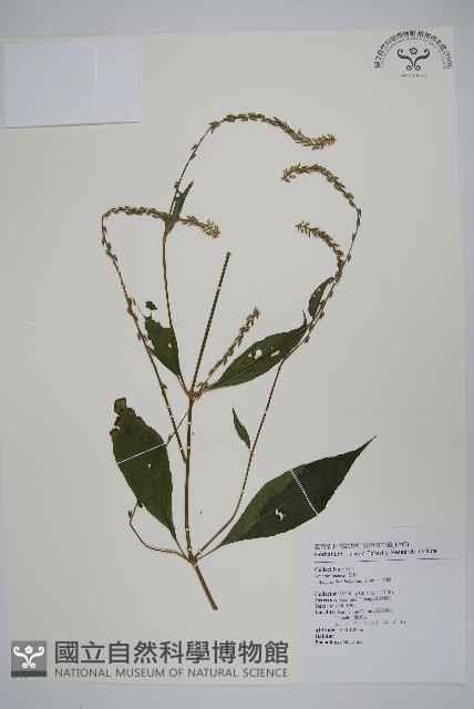 牛膝藏品圖，第1張