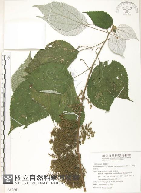 青苧麻藏品圖，第1張