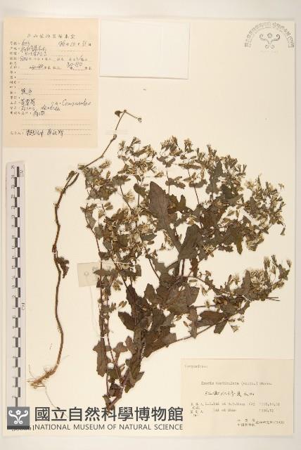 苦實菜藏品圖，第1張