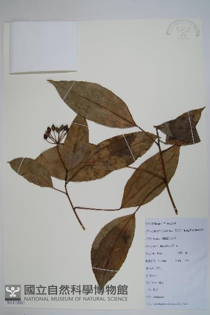 樹參藏品圖，第1張