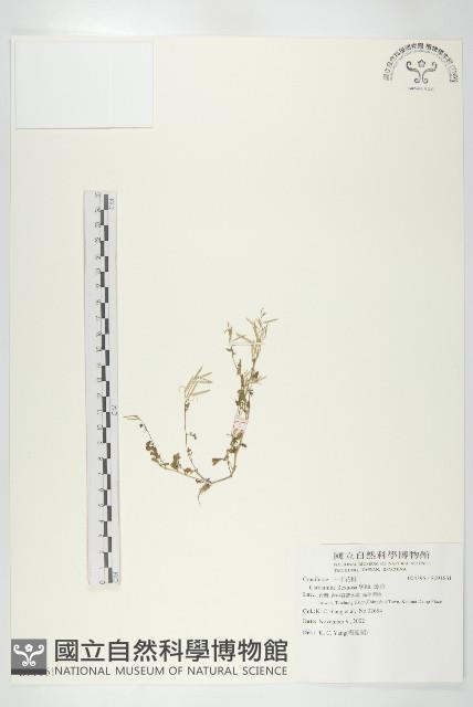 焊菜藏品圖，第1張