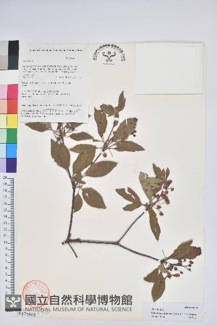 毛葉吊鐘花藏品圖，第1張