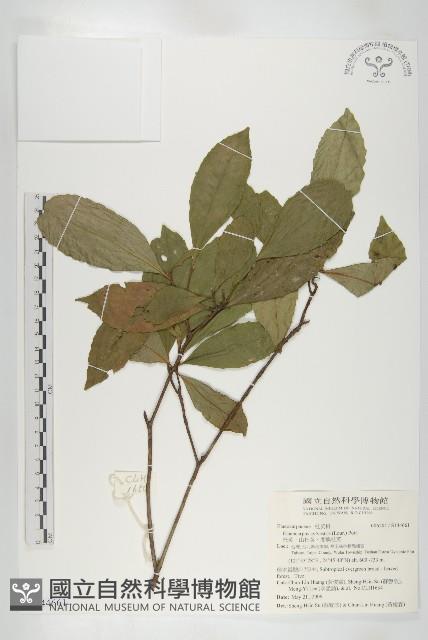 杜英、山杜英、蘭嶼杜英藏品圖，第1張