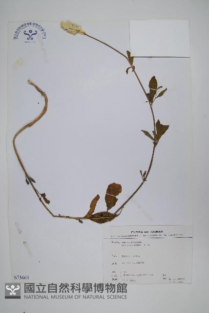 青葙藏品圖，第1張