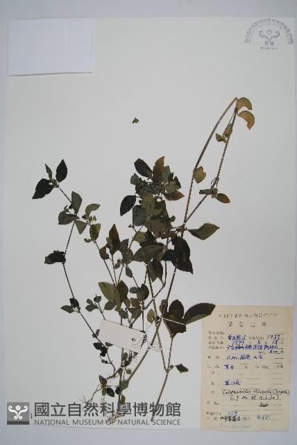 杜根藤藏品圖，第1張