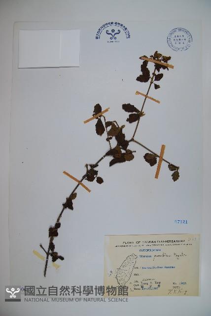 小葉莢迷藏品圖，第1張