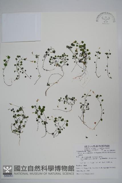 山桔梗藏品圖，第1張