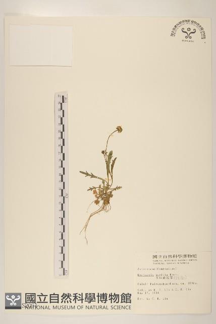 矮菊藏品圖，第1張